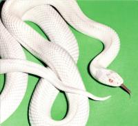 Deftones – Private Music CD